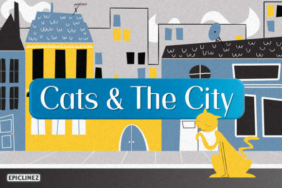 Creating a Brand with Cats and the City Font